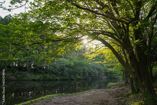 Lakeside surrounded by a secluded and beautiful forest