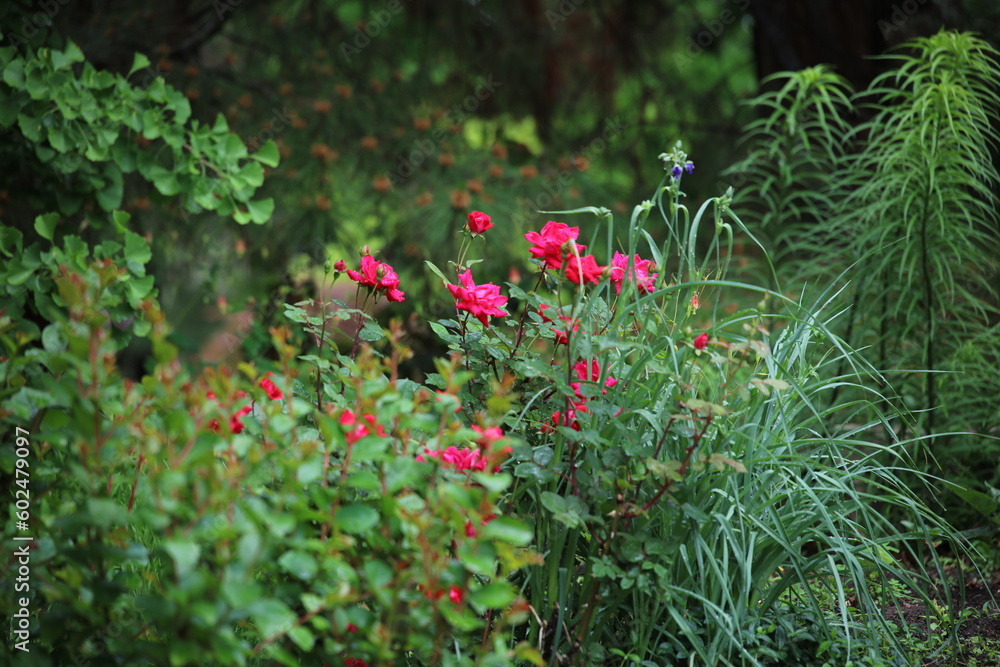red flower in the garden red flower in the garden