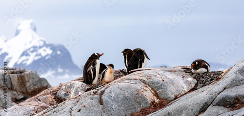 Gentoo Penguins and chicks in Antarctica