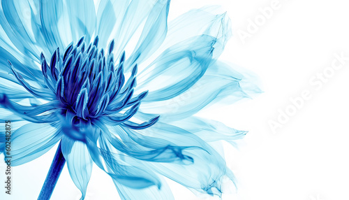 X-Ray Flower Background