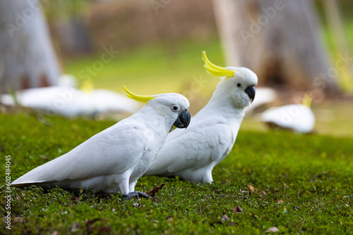 A group of adorable sulpfur-crested cockatoos feeding on the grass in Norman Buchan Park, Bardon in Brisbane, Queensland, Australia