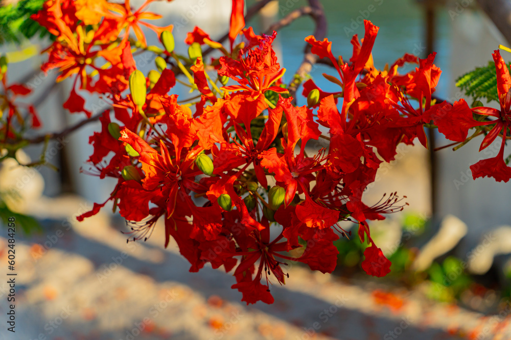 Red acacia. Dam Bay on an island near Nha Trang in Vietnam. Tourist destination. Red acacia. Dam Bay on an island near Nha Trang in Vietnam. Tourist destination.