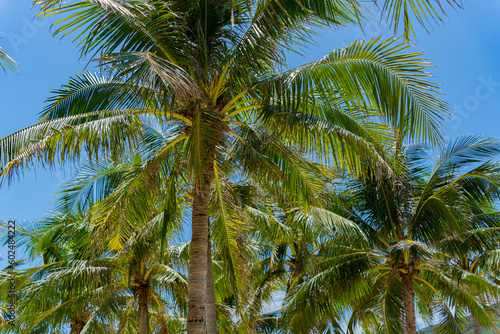 Palm trees on a sunny day. Dam Bay on an island near Nha Trang in Vietnam. Tourist destination.