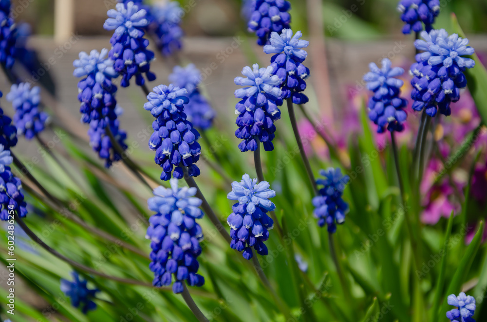 Spring muscari flowers in the garden, natural background Spring muscari flowers in the garden, natural background