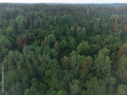 Morning Mist  Aerial View of Enchanting Forest Landscape at Sunrise in Northern Europe