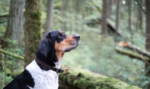 Coonhound caught a scent in forest on a summer day. Side profile of large scent hound smelling something with interest and focused. 2 year old male Bluetick Coonhound dog or coon dog. Selective focus.