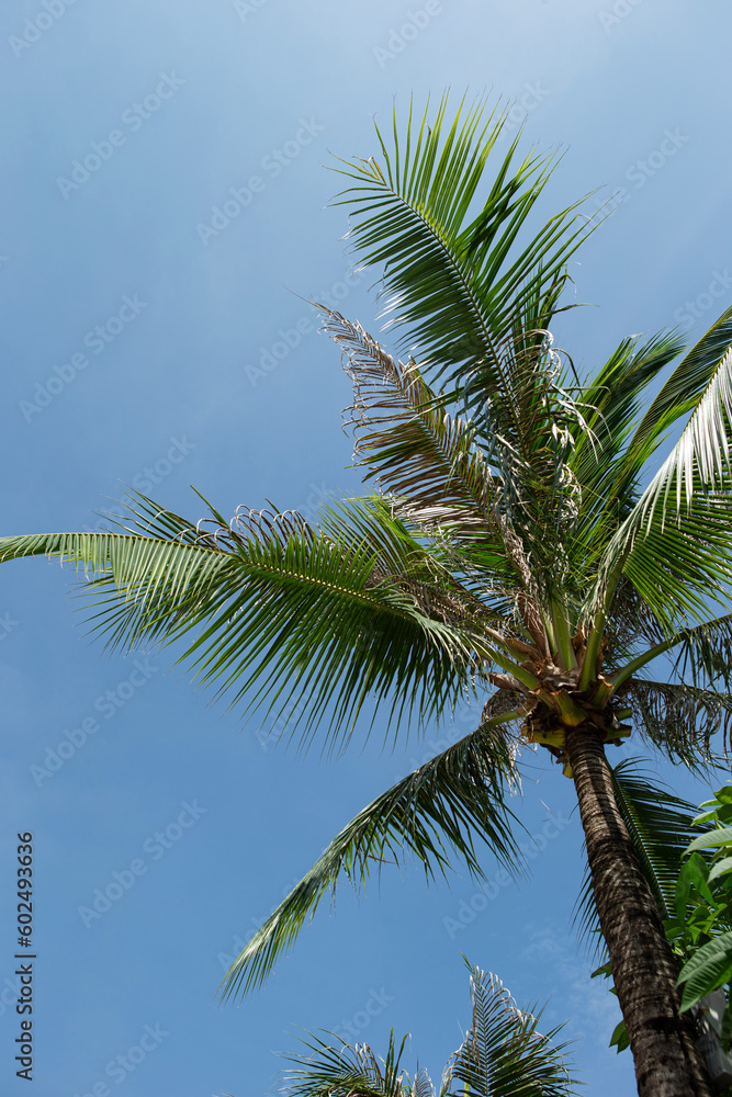 palm tree in the sky