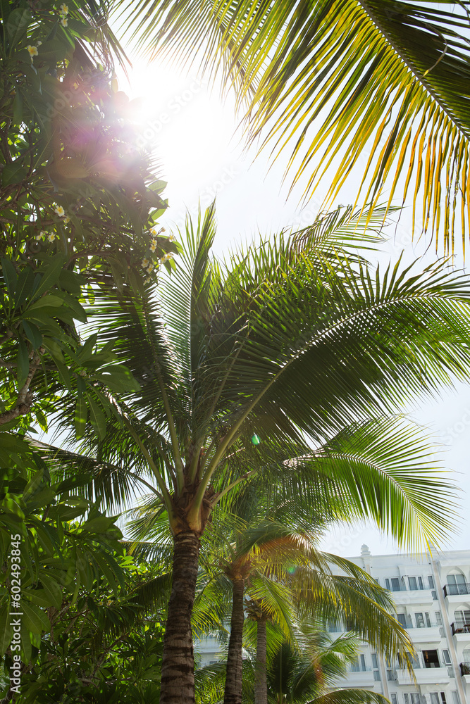 Obraz premium palm tree in the sun