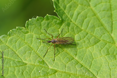 Close up female dance fly Empis trigramma. Family Empididae. On a leaf. Spring, May. Dutch garden.