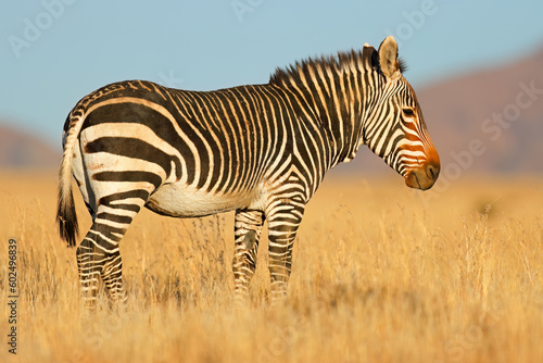 Cape mountain zebra  Equus zebra  in natural habitat  Mountain Zebra National Park  South Africa.