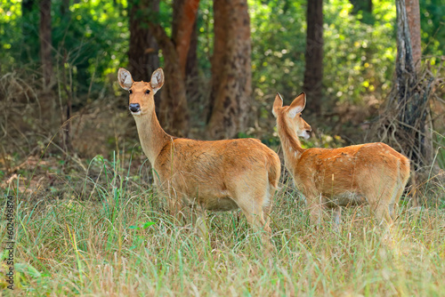 Two female barasingha or swamp deer (Rucervus duvaucelii), Kanha National Park, India. photo