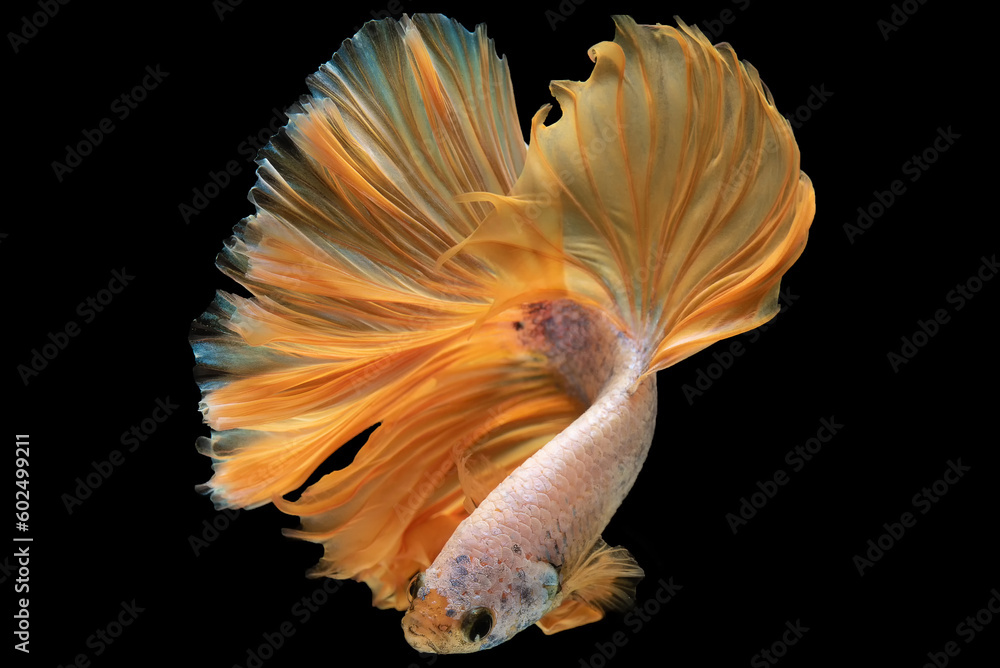 As the orange tailed betta swims its vibrant tail creates a sense of regality and pride reflecting its association with luxury and extravagance. As the orange tailed betta swims its vibrant tail creates a sense of regality and pride reflecting its association with luxury and extravagance.