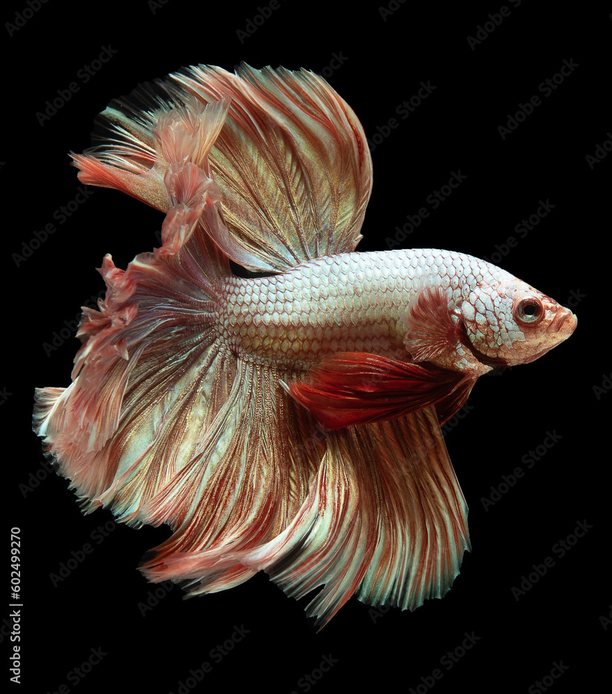 Obraz premium The silver tail bettas are not only captivating in their appearance but also symbolize both wealth and beauty making them highly sought after in the world of fish enthusiasts.