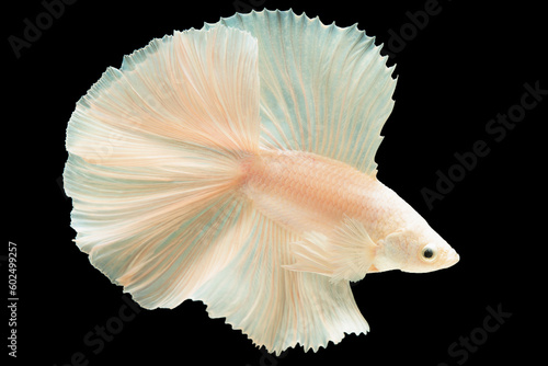With every movement the beige betta's tail creates a mesmerizing display its gentle flutters adding an enchanting touch to its swimming motion. © DSM
