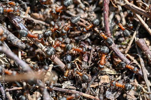 anthill with lots of red wood ants photo