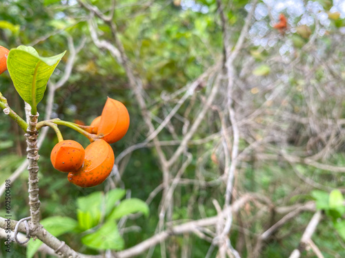 tabernaemontana or eastern gondola with green leaf