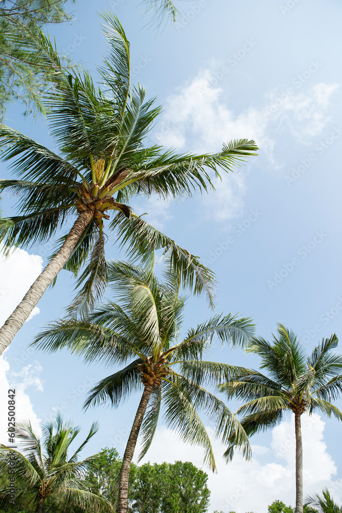 Obraz premium palm trees on the beach