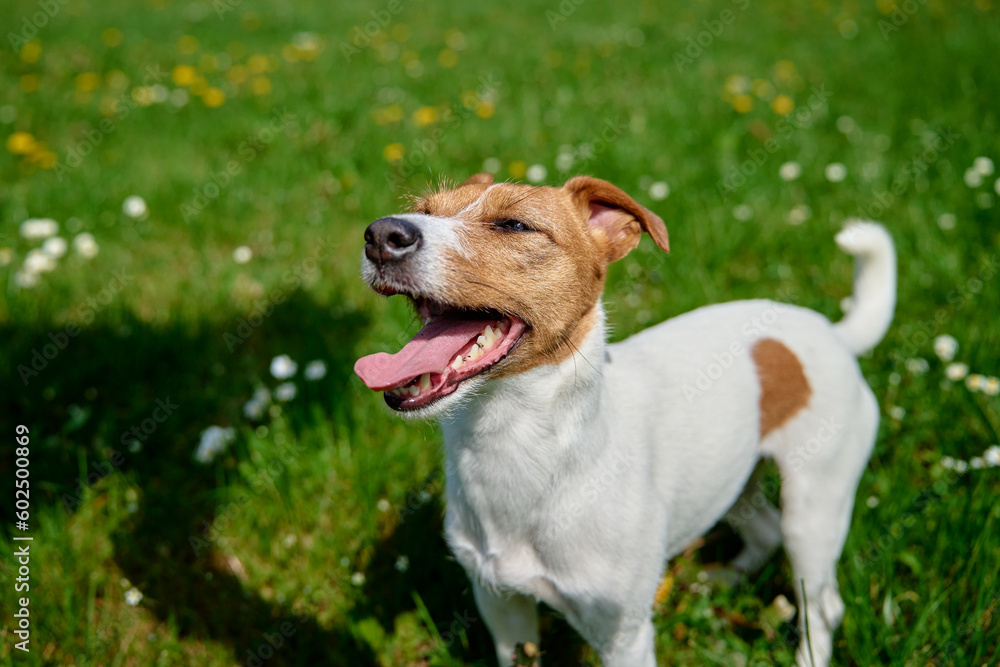 Cute active dog walking at green grass in park at summer day. Jack Russell Terrier portrait outdoors