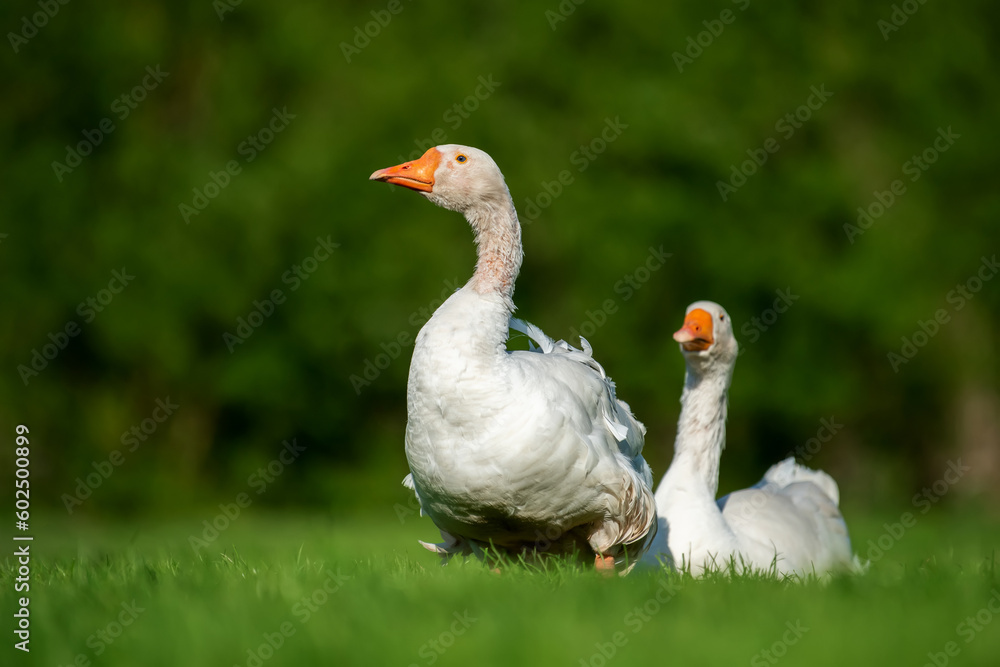 Obraz premium Two goose on spring green grass