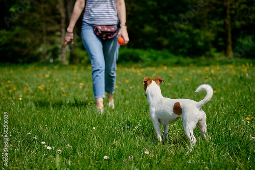 Cute dog walking at park with green grass  Woman walks with her dog outdoors  Pet care