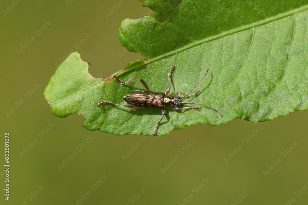 Close up of the leaf beetle Donacia clavipes. Subfamily Donaciinae. Family Chrysomelidae. On a leaf. Spring, May. Dutch garden. Close up of the leaf beetle Donacia clavipes. Subfamily Donaciinae. Family Chrysomelidae. On a leaf. Spring, May. Dutch garden.