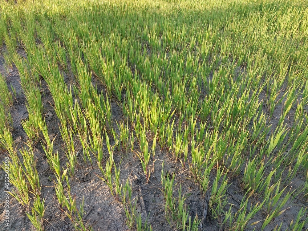 Obraz premium Young grass vegetables grow on the field