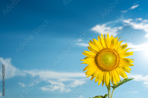 sunflower on blue sky background