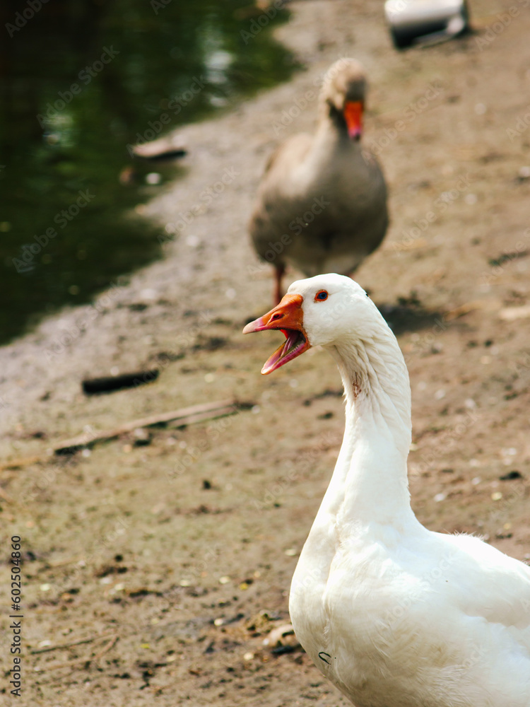 Goose with open beak, goose screaming, white goose near water, goose in lake close-up, great big goose. Incredible photo of a goose. Open beak of a bird. Goose with open beak, goose screaming, white goose near water, goose in lake close-up, great big goose. Incredible photo of a goose. Open beak of a bird.