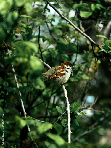 a sparrow on a branch, a sparrow among green leaves, a bird on a tree.