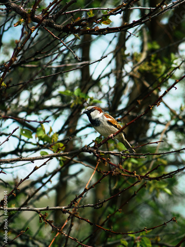 a sparrow on a branch, a sparrow among green leaves, a bird on a tree.
