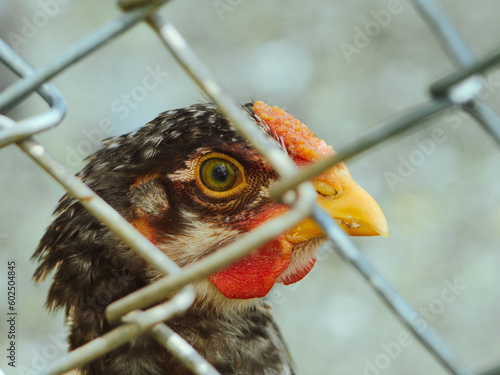 close up of a hen, portrait of a chicken, chicken in a cage on a farm, chicken farm, chicken eye