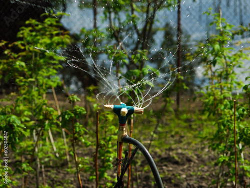 watering the garden, watering the plants, sprinkler in the garden, watering vegetables in the garden, home garden, garden care.