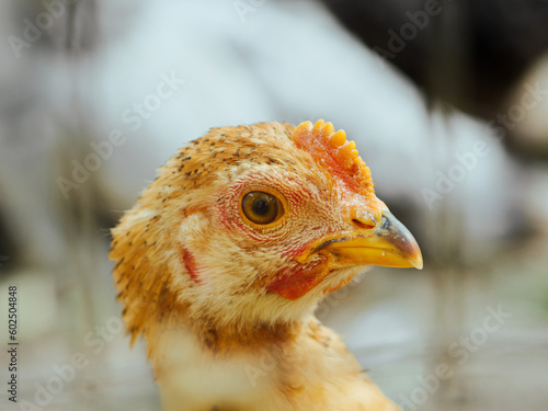 close up of a hen, portrait of a chicken, chicken in a cage on a farm, chicken farm, chicken eye