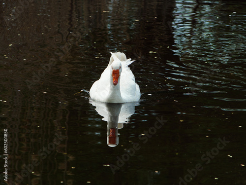 white goose swimming in water, goose in lake close up, geese on farm, raising geese, great big goose. Incredible photo of a goose. white swan on the lake