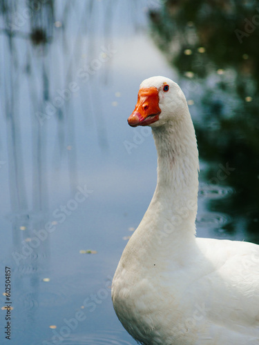 white goose by the water, goose close up, geese on the farm, raising geese, great big goose. Incredible photo of a goose. portrait of a goose on the beach