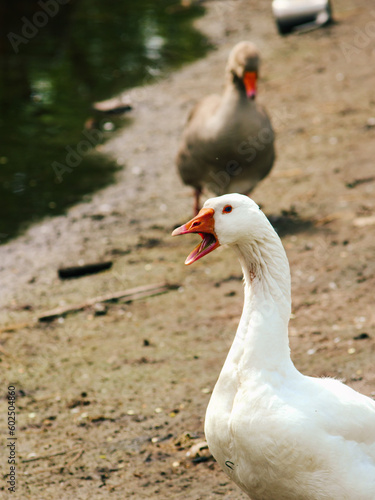 Goose with open beak, goose screaming, white goose near water, goose in lake close-up, great big goose. Incredible photo of a goose. Open beak of a bird. © ArtLepskiy