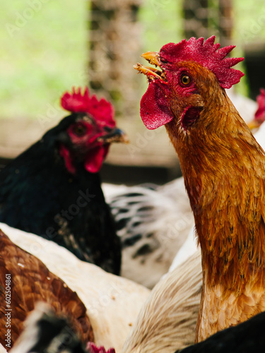 hen with an open beak, screaming chicken, chicken with food in its beak, orange hen. Bird farm. Breeding chickens.