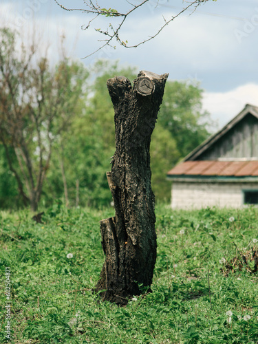 sawn tree, trunk of a sawn tree. Stump A felled tree among the grass.