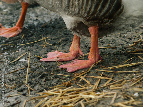 goose feet, goose feet on the ground, goose feet close-up, swimming birds near water. Duck's feet.