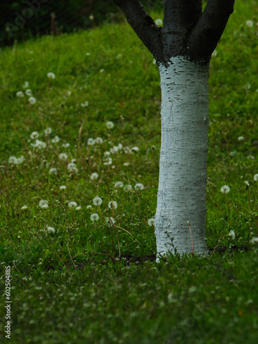 tree trunk and grass, fruit tree in the garden. Whitewashed tree. Home garden with fruit trees. A whitewashed tree trunk.