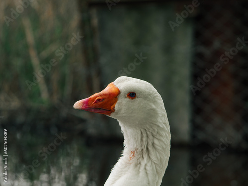 white goose by the water, goose close up, geese on the farm, raising geese, great big goose. Incredible photo of a goose. portrait of a goose on the beach