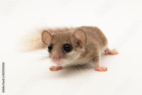 The woodland dormouse (Graphiurus murinus) African pygmy dormouse isolated on white background