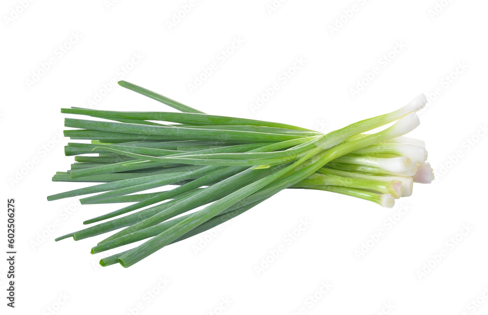 Fototapeta premium Green Onion on transparent png