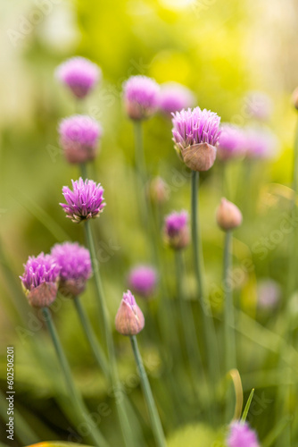 small purple flowers in the garden on a background of broken green grass. background flowers. summer flowers are blooming. © robertuzhbt89
