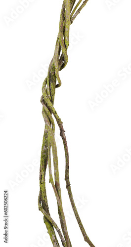 Several tangled stems of a climbing plant overgrown with moss. On a transparent background.