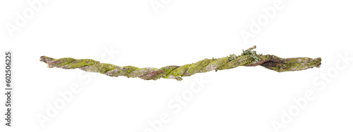 A fragment of two tightly intertwined stems of a climbing plant. The stems are covered with moss.