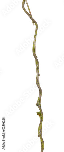 Two tangled thin stems of a climbing plant overgrown with moss. On a transparent background.