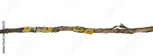 Dry cracked branch overgrown with yellow and gray lichens. On a transparent background.