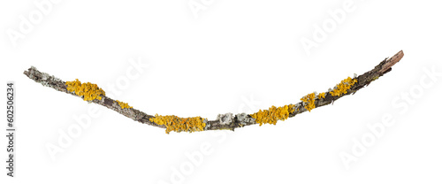 Fragment of a thin slightly bent branch overgrown with yellow and green lichens. On a transparent background.
