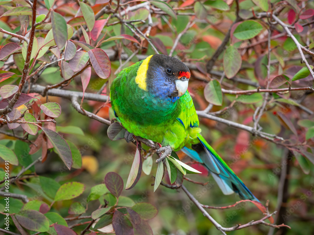 Australian Ringneck or Twenty-eight Parrot Australian Ringneck or Twenty-eight Parrot